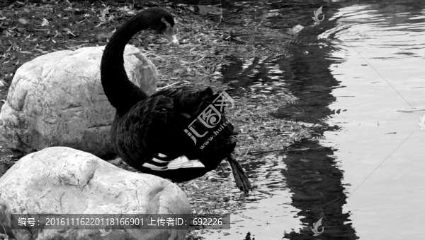黑天鵝