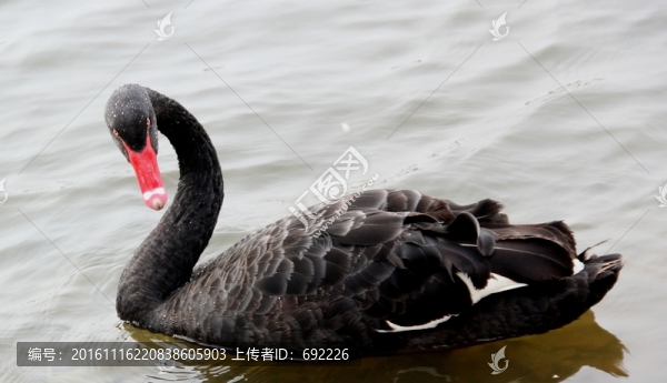 黑天鵝
