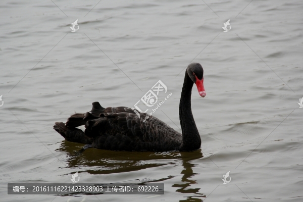 黑天鵝