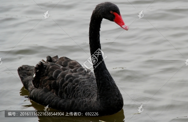 黑天鵝