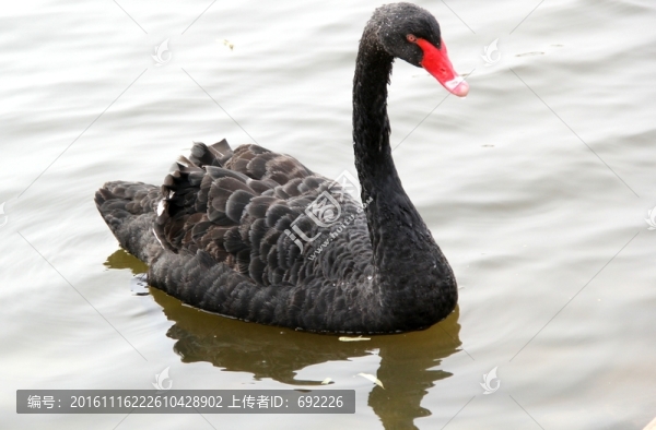 黑天鵝
