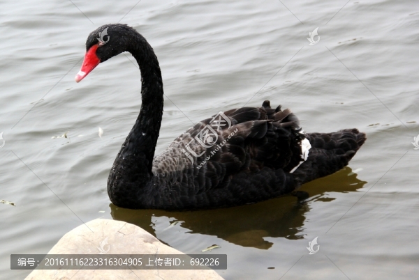黑天鵝