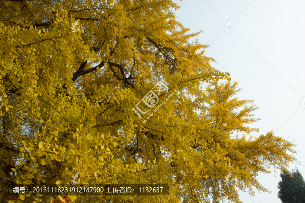 千年銀杏樹