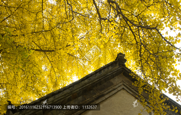 千年銀杏樹(shù)