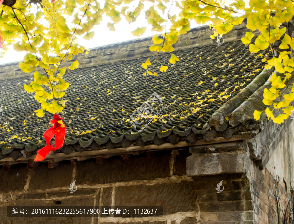 千年銀杏樹(shù)