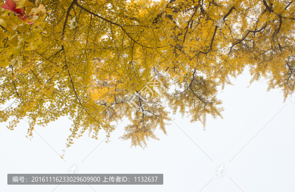 千年銀杏樹