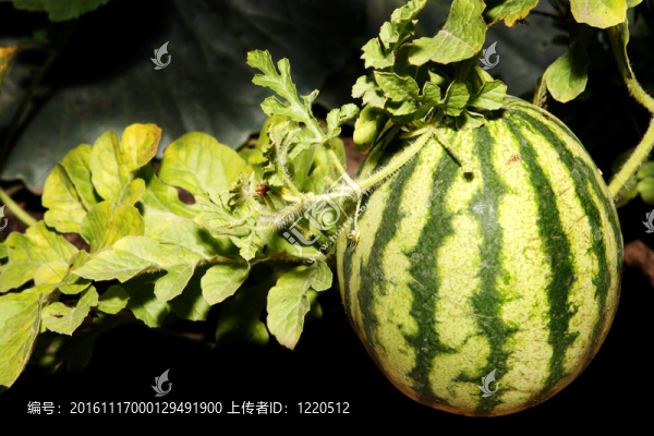 黑暗背景上的西瓜