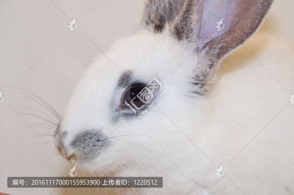 白色的兔子
