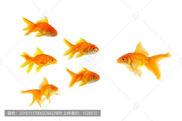 三條金魚