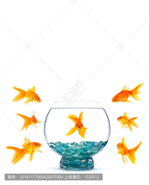 金魚