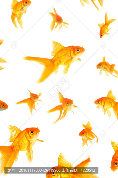 金魚