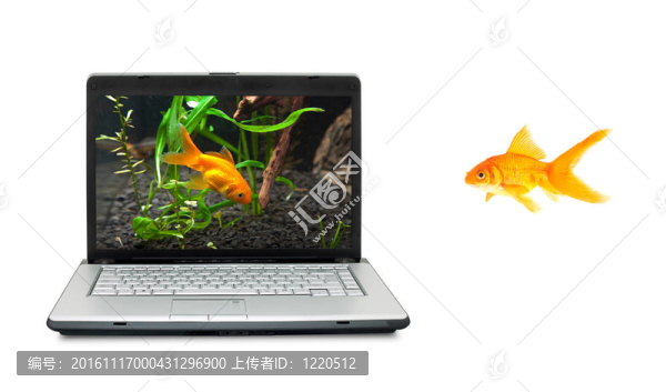 金魚(yú)