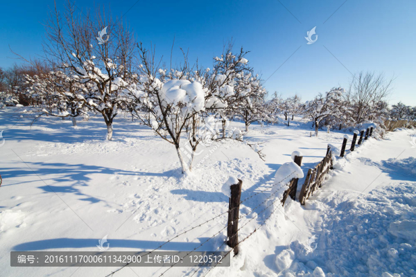 果園在雪中