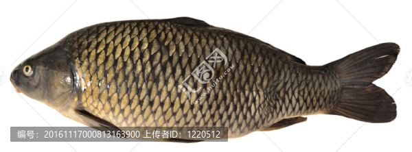 魚(yú)鯉魚(yú)