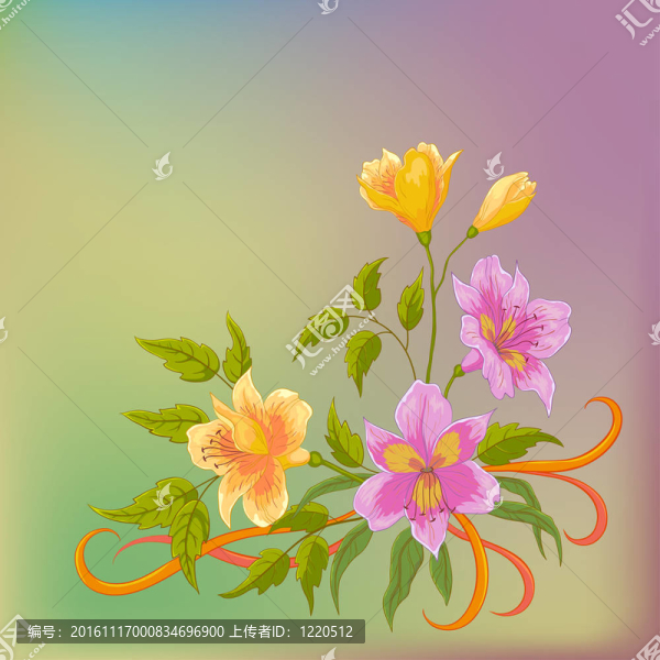 六出花在灰色的背景；
