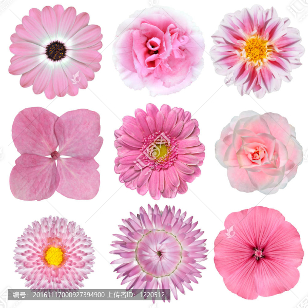 Pink,White,Flowers孤立White集