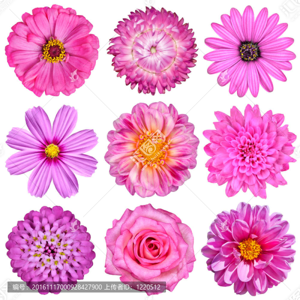 White分離Pink,White,Flowers的選擇