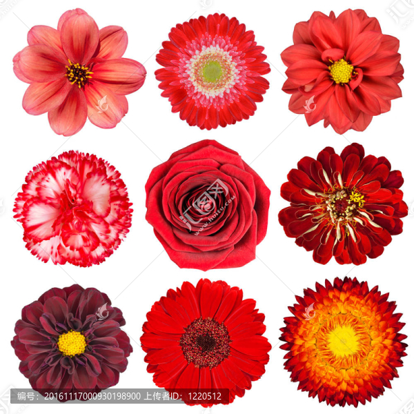 White紅花的篩選