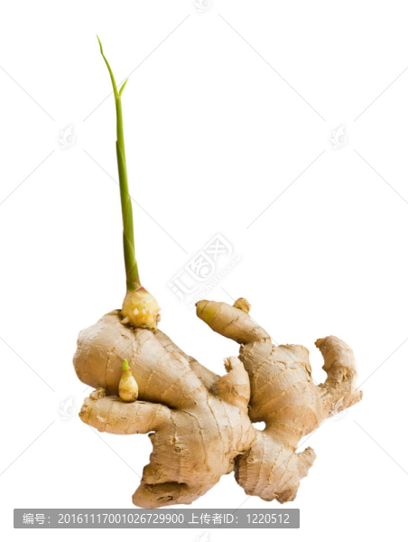 生姜
