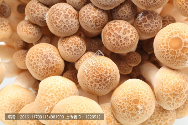 鴻喜菇