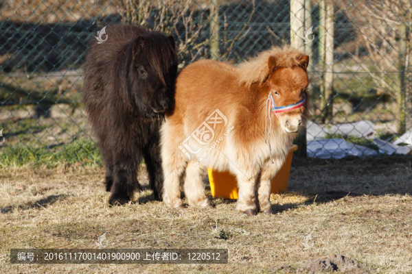 兩只小馬駒
