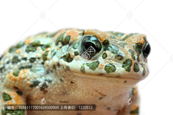蟾蜍宏觀肖像