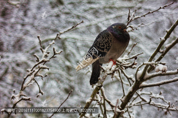 鴿子-匯圖網(wǎng) www.fosd68.com 鴿子