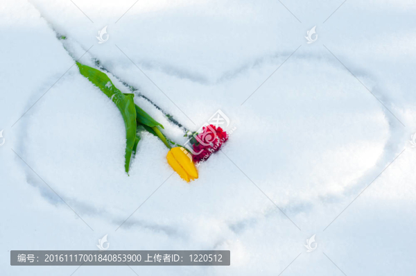 美麗的花朵