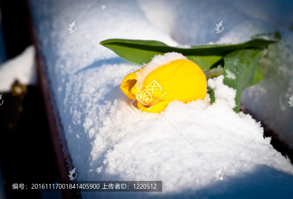 美麗的黃色的花