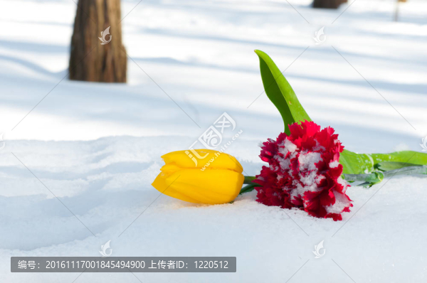 美麗的花朵