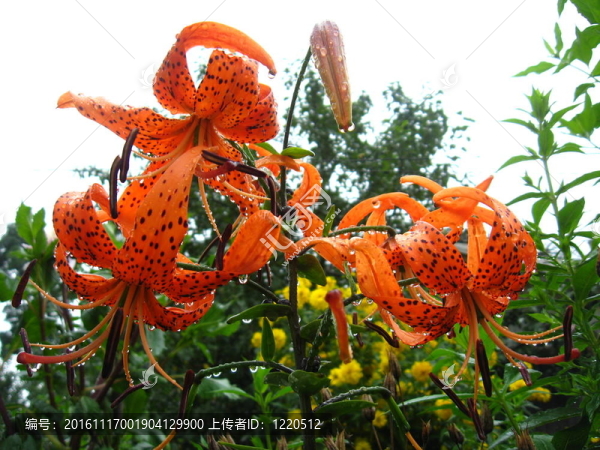 美麗的紅發(fā)的百合花