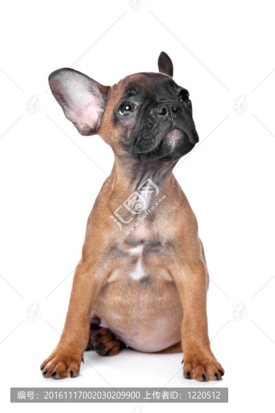 法國斗牛犬