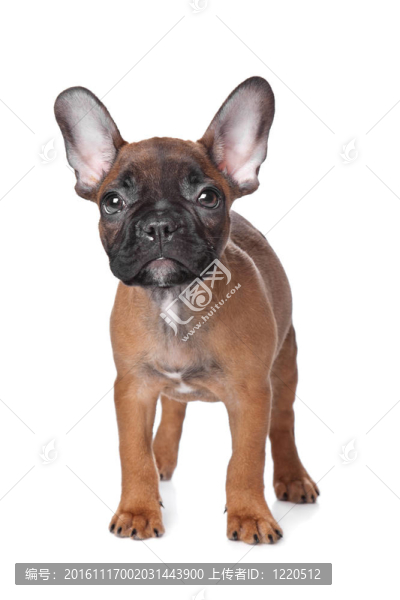 法國(guó)斗牛犬