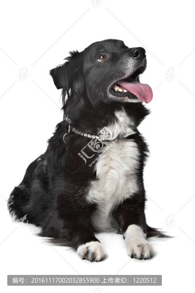 邊境牧羊犬