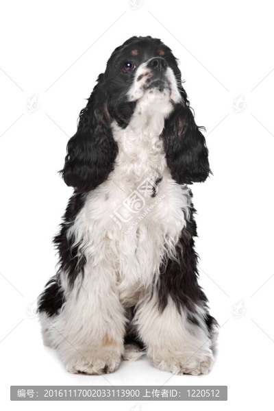 美國(guó)可卡犬