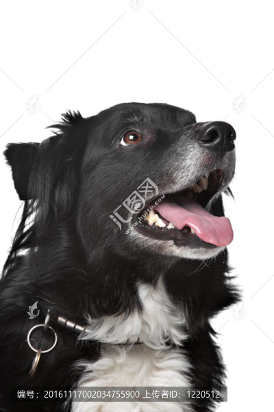 邊境牧羊犬