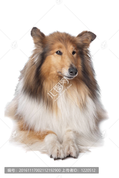 粗毛牧羊犬或蘇格蘭牧羊犬