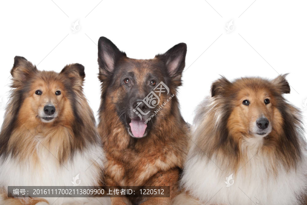 兩粗毛牧羊犬犬和德國牧羊犬
