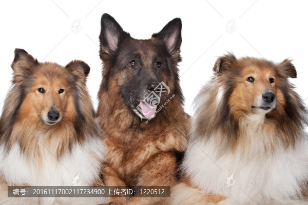 兩粗毛牧羊犬犬和德國(guó)牧羊犬