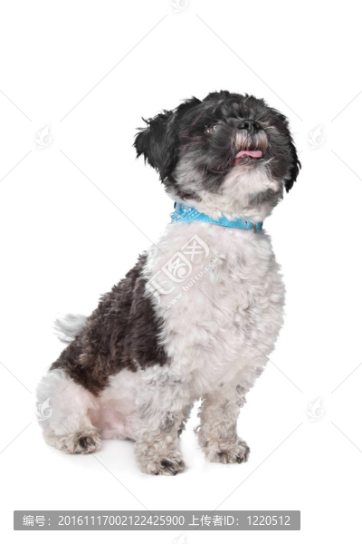 混血潮狗