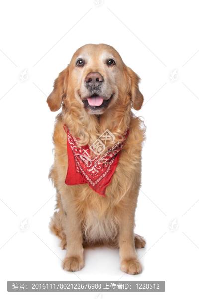 金毛獵犬