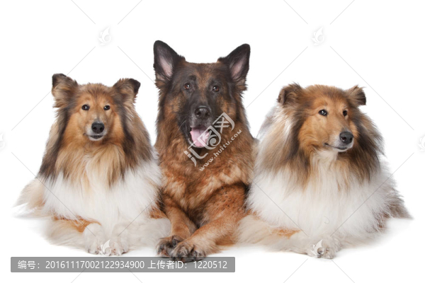 兩粗毛牧羊犬犬和德國牧羊犬