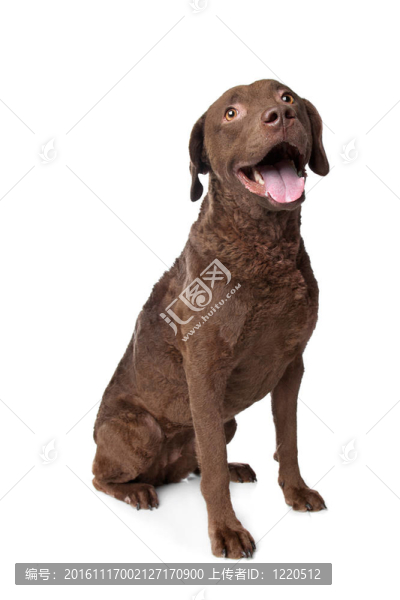 乞沙比克獵犬