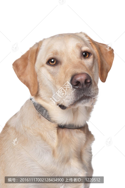 黃色拉布拉多獵犬