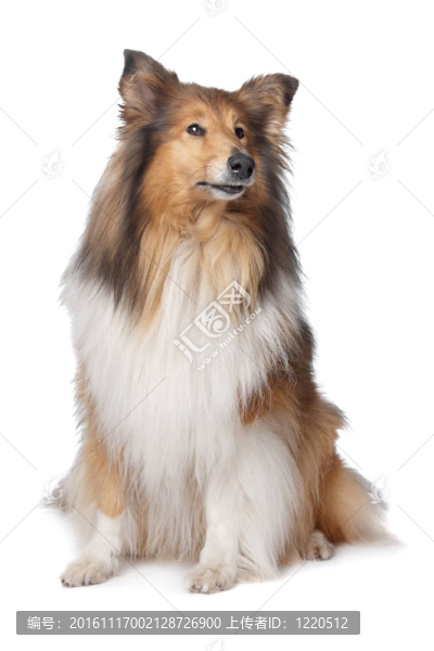 粗毛牧羊犬或蘇格蘭牧羊犬