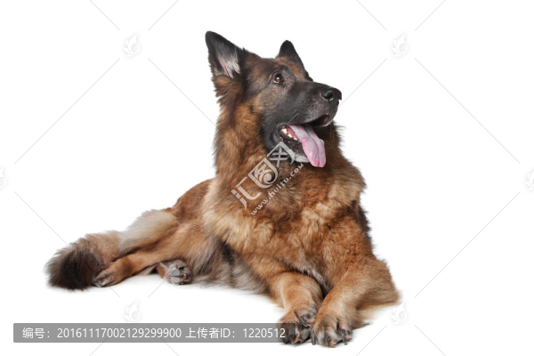 德國牧羊犬