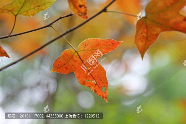 紅葉的背景