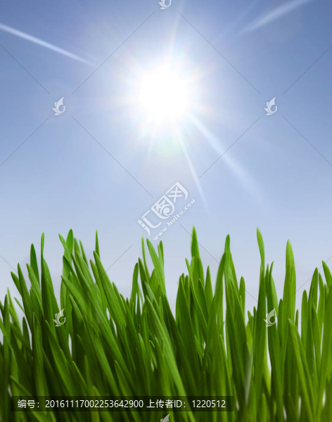 草和陽光