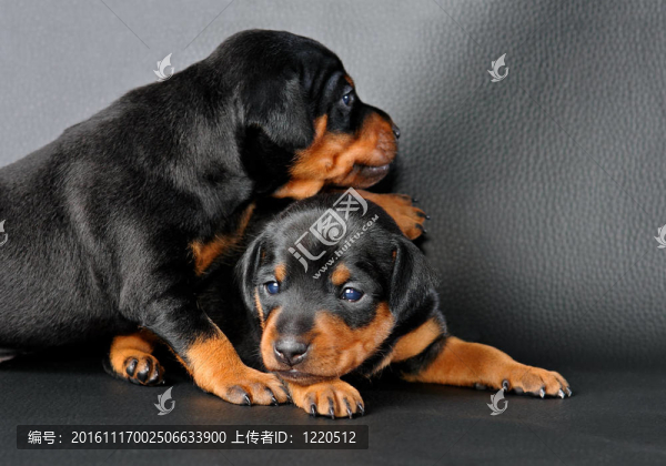 兩個小型犬幼犬