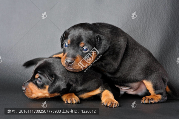 兩個小型犬幼犬